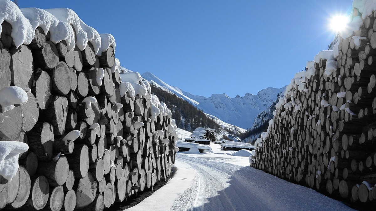 Wood Trading & Logistic pfister consulting