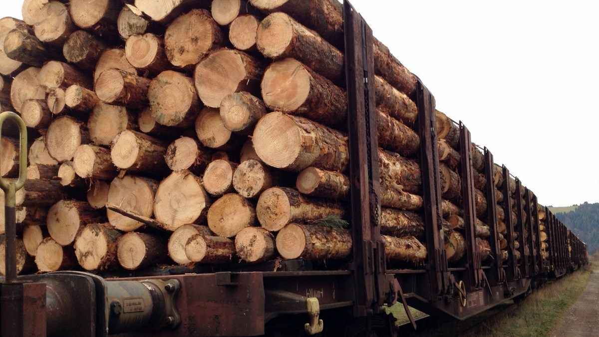 木材贸易与物流 Wood Trading & Logistic pfister consulting